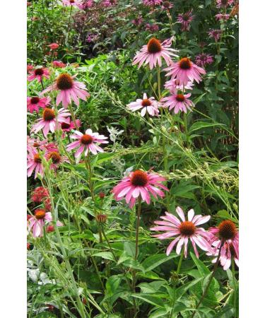 Balen Echinacea Extract - Vitamin C 375 Mg 60 Capsules - Buy Online on GoSupps.com