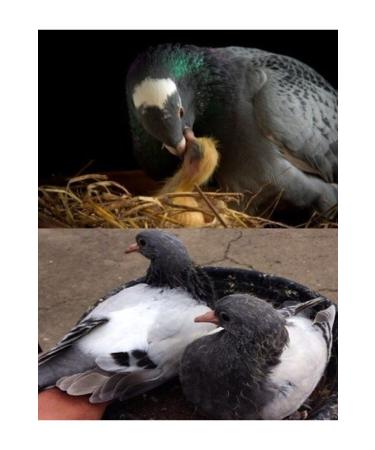 Bereketlimama Natural Clean Wheat - Chicken and Pigeon Food 10 Kg - Buy Online on GoSupps.com