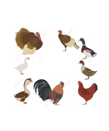 Bereketlimama Natural Clean Wheat - Chicken and Pigeon Food 10 Kg - Buy Online on GoSupps.com