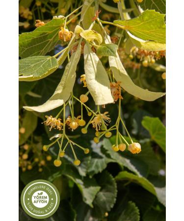 G l ehre Y rem Afyon Famous Bursa Shade Dried Healing Depot Sharp Taste Linden Leaf | 40Gr. - Buy Online on GoSupps.com