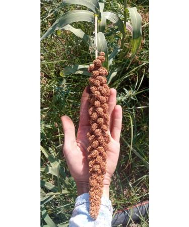 shop Natural Red Millet 1st Quality! 500gram