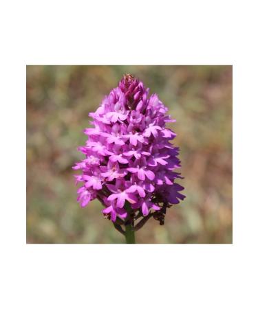 Fiero SALEP 1000 GR - Buy Online on GoSupps.com