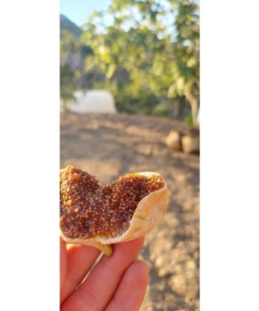 TANSU AHAL DRIED AYDIN FIG 250gr - Buy Online on GoSupps.com