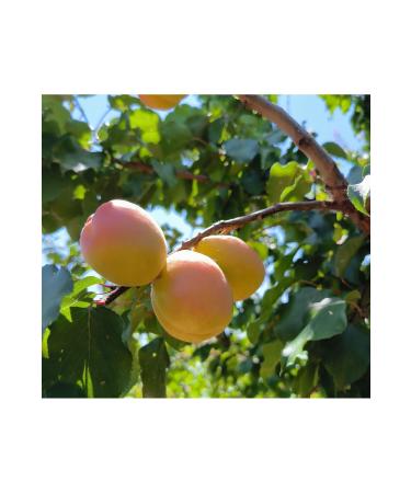 Malatya Local Delicacies Malatya Yellow Apricot