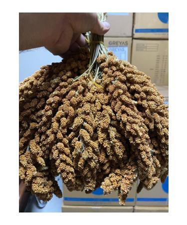 ALTIN EK N Natural Dal Millet (SPECIALLY PREPARED) 1 Kg - Buy Online on GoSupps.com