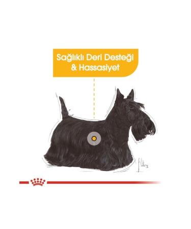 Royal Canin Mini Dermacomfort 3kg - Buy Online on GoSupps.com
