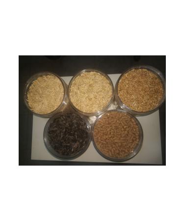 GoldMindMix RODENT FOOD SET OF FIVE 5x0.5Kg (Oat Barley Wheat Sunflower Seeds CP Pellet Food) In Separate Bags.