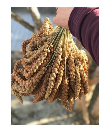 Dal Millet 1 Kg New Crop Natural Dal Millet - Buy Online on GoSupps.com