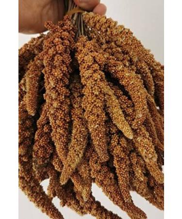 Dal Millet 1 Kg New Crop Natural Dal Millet