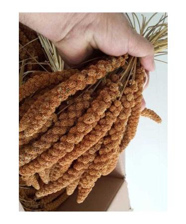 ZDEM R Red Millet 1 Kg