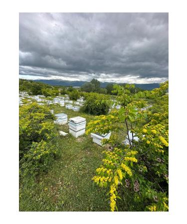 TANBAL Organic comb raw honey net 1kg - Buy Online on GoSupps.com