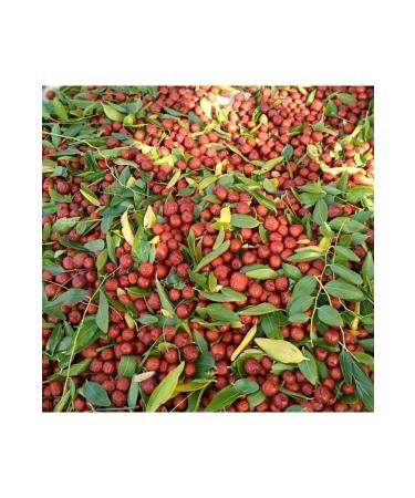 Seymen Almond Dried Jujube Blacksmith Jujube 1 Kg(2024HARVEST) - Buy Online on GoSupps.com