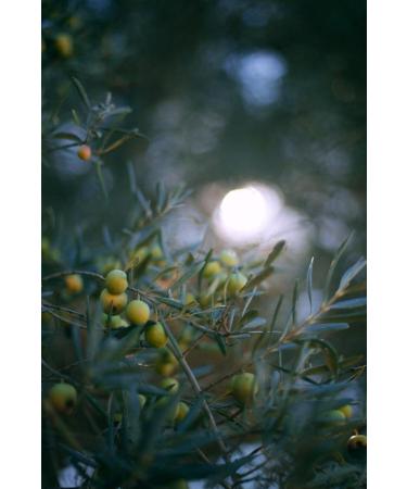 K l Hayat New Season 5 Kg Green Cracked Olives (Homemade) - Hatay Iskenderun - Buy Online on GoSupps.com