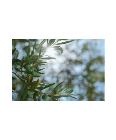 K l Hayat New Season 5 Kg Green Cracked Olives (Homemade) - Hatay Iskenderun - Buy Online on GoSupps.com