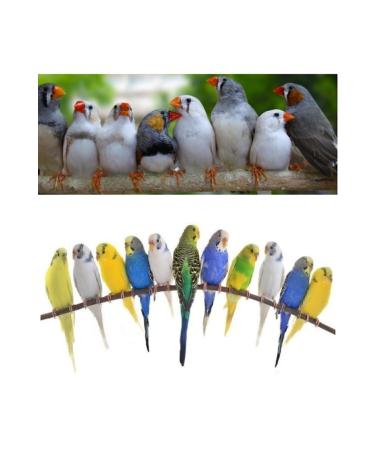 Bereketlimama Mixed Budgie Food -Special Mix- 5 Kg - Buy Online on GoSupps.com