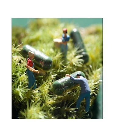 Tiens Tiens Spirulina Containing Capsule Supplementary Food - Buy Online on GoSupps.com