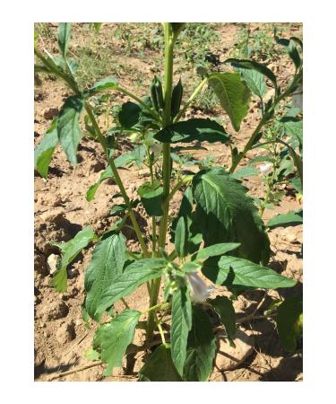 Mut Pearl Olive & Olive Oil Local Sesame Net: 500 grams - Buy Online on GoSupps.com