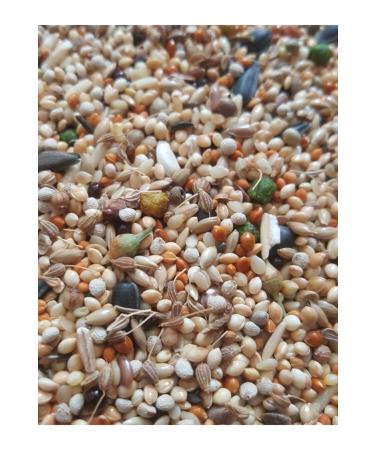 Dal Millet Net Cockatiel Food 1000 gr (2 X 500 gr) Spy-1 - Buy Online on GoSupps.com