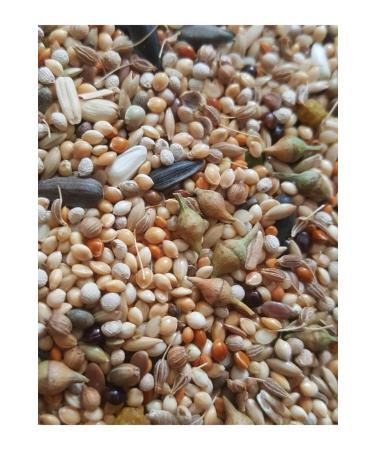 Dal Millet Net Cockatiel Food 1000 gr (2 X 500 gr) Spy-1 - Buy Online on GoSupps.com