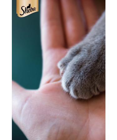 SHEBA Adult Cattle Wet Food 85 G 12X - Buy Online on GoSupps.com