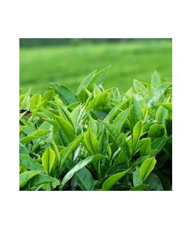  aykur Mesopotamian Tea 1200gr - Buy Online on GoSupps.com