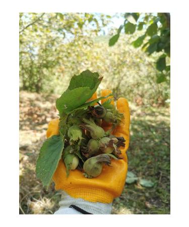 Natural and Pure Hazelnuts in Shell 2024 August Harvest - 1 Kg - Buy Online on GoSupps.com