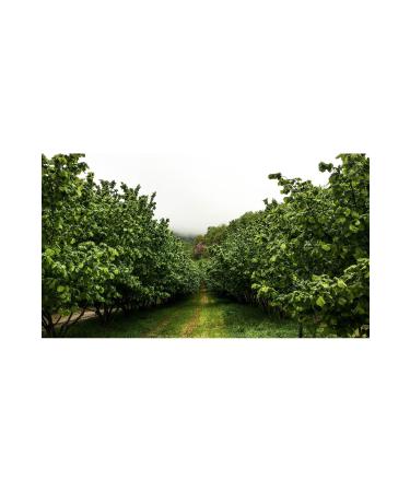 ucuzakapinda Natural and Organic Roasted Hazelnuts - From Garden to Your Table | Additive-Free and Delicious New Crop 2024 500GR - Buy Online on GoSupps.com