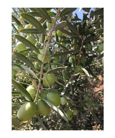 GEREKSEAL Antakya Cracked Green Olives Green Olives Cracked Green Olives (5) New Season 2024 - Buy Online on GoSupps.com