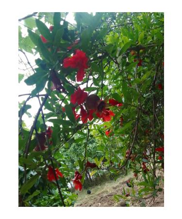 Pomegranate syrup from the lady's hand 1000gr - Buy Online on GoSupps.com