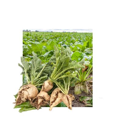 Natural Village Flavors - Miller Natural Beet Molasses - From Amasya to Your Table 400 gr - Buy Online on GoSupps.com