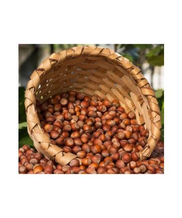 Black Sea Hazelnut Producer 4kg New Crop Natural Organic