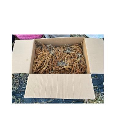 ALTIN EK N Natural Red Dalmation 1 Kg (FOX TAIL) - Buy Online on GoSupps.com