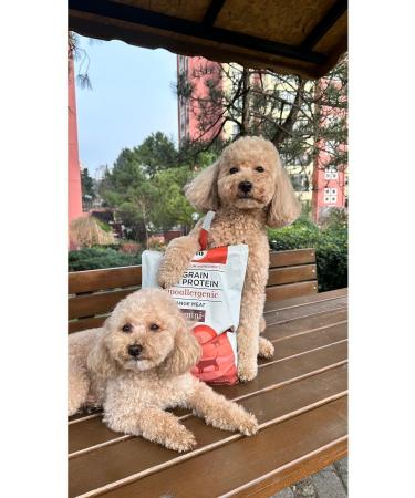 Kito Natural Fattening Lamb Adult Mini Breed Dog Food 2.5 Kg - Buy Online on GoSupps.com