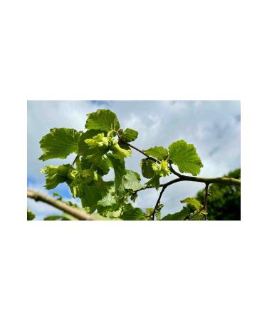 ucuzakapinda Natural and Organic Roasted Hazelnuts - From Garden to Your Table | Additive-Free and Delicious New Crop 2024 1KG - Buy Online on GoSupps.com