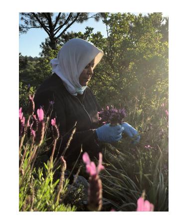 land organic herbal tea Organic Glass Jar Blue Tea - Buy Online on GoSupps.com