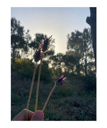 land organic herbal tea Organic Glass Jar Blue Tea - Buy Online on GoSupps.com