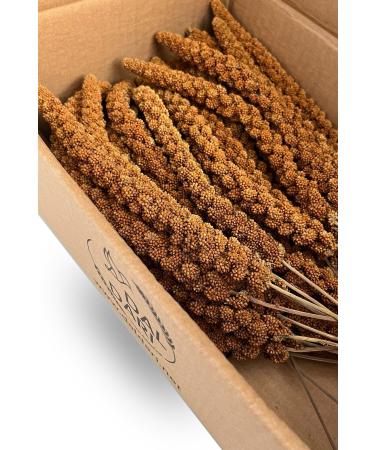 Dal Millet Net Eco Red Dal Millet 500 Gr Budgie Food Dal Millet (organic Dal Millet) - Buy Online on GoSupps.com