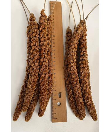 Dal Millet Net Eco Red Dal Millet 500 Gr Budgie Food Dal Millet (organic Dal Millet) - Buy Online on GoSupps.com