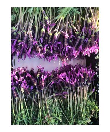 land organic herbal tea Organic Glass Jar Blue Tea - Buy Online on GoSupps.com