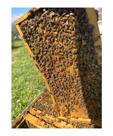 TANBAL ORGANIC HIGH HIGHLAND COMB HONEY BLACK COLOR 3.100KG - Buy Online on GoSupps.com