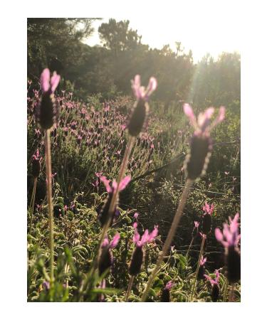 land organic herbal tea Organic Glass Jar Blue Tea - Buy Online on GoSupps.com