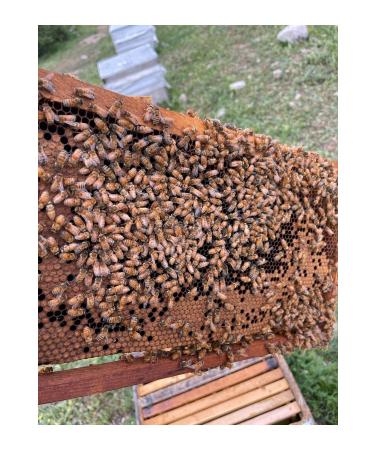 TANBAL ORGANIC HIGH HIGHLAND COMB HONEY BLACK COLOR 3.100KG - Buy Online on GoSupps.com