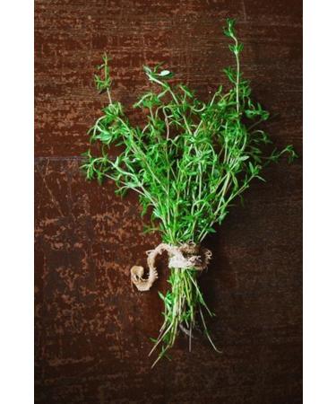 S FA MOTHER Thyme Hydrosol 750 Ml (without oil) - Buy Online on GoSupps.com