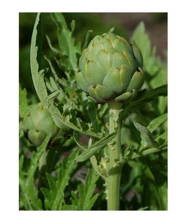 aysenin Artichoke Hydrosol 500ml. - Buy Online on GoSupps.com