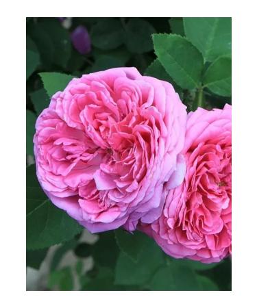 aysenin Rose Hydrosol / Rose Hydrosol 500ml. - Buy Online on GoSupps.com