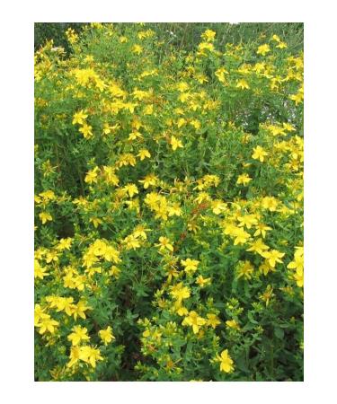 Aysen St. John's Wort Oil 50 Ml - Buy Online on GoSupps.com