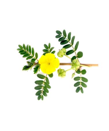 DAYE HATUN Shepherd's Crumbling Vinegar / Tribulus Terrestris Vinegar (natural Fermented Live Vinegar / 500 Ml) - Buy Online on GoSupps.com