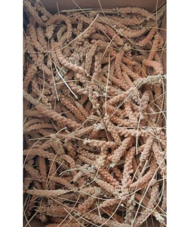 Erenpet Finger Size Red Millet (1000 Gr.) - Buy Online on GoSupps.com