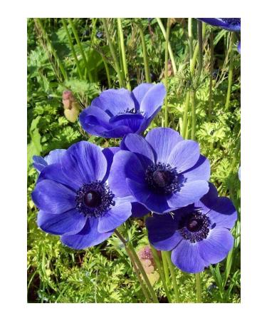aysenin Blue Anemone Oil / Blue Anemone Oil 20ml - Buy Online on GoSupps.com