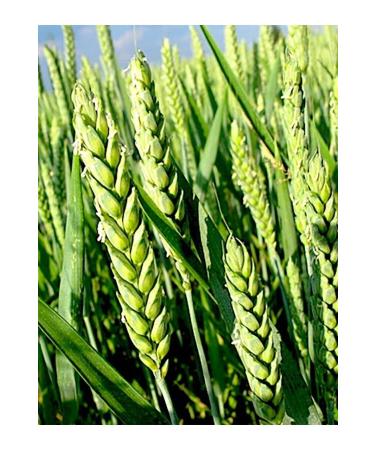 aysenin Wheat Germ Oil 50ml. - Buy Online on GoSupps.com